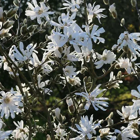 Le Bourgis 4* La Chapelle-Montligeon